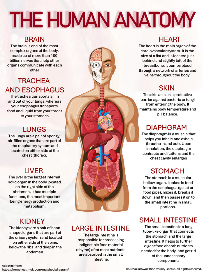 Human Anatomy